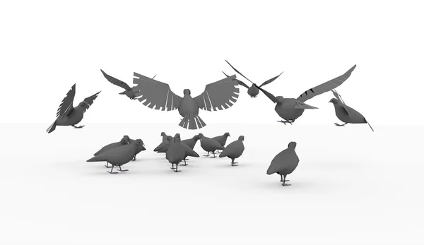 Pigeons flying, isolated on white — Stock Photo, Image