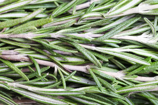 Background Fresh Green Rosemary — Stock Photo, Image