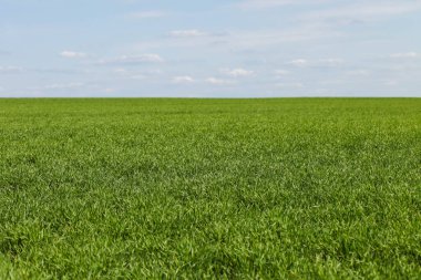 Mavi gökyüzüne karşı yeşil alanlar. Tarım, manzara.
