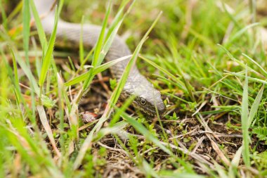Zehirli olmayan su yılanı çimlerin üzerinde yatar. Vahşi yaşam.