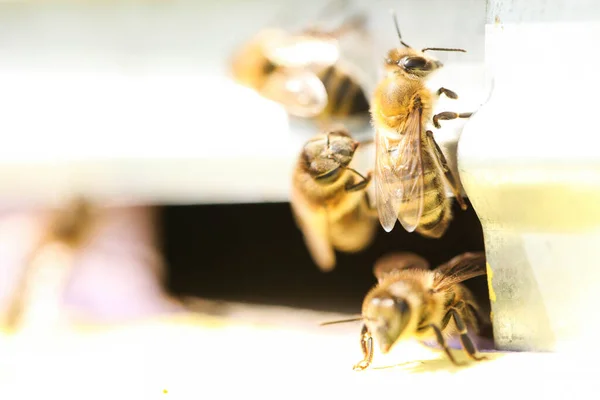 Bijen Vliegen Een Houten Bijenkorf Bijenteelt — Stockfoto