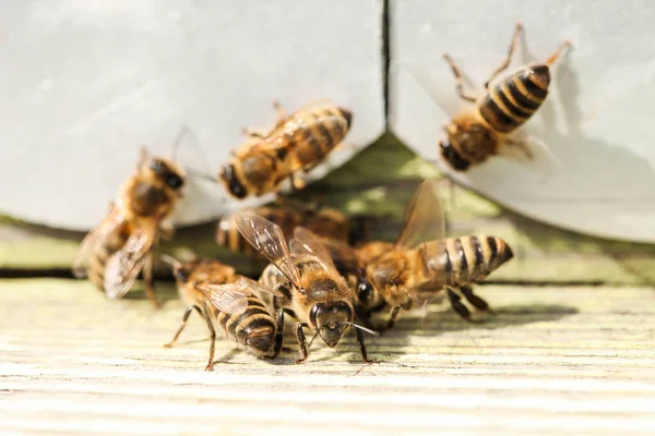 Las Abejas Vuelan Una Colmena Abejas Madera Apicultura —  Fotos de Stock