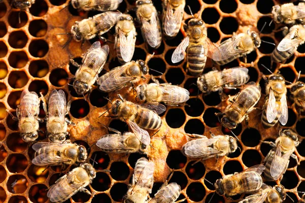 Gouden Honingraat Met Bijen Een Bijenstal Bijenteelt — Stockfoto