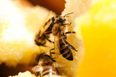Arı balın üzerinde oturuyor. Yakın plan..