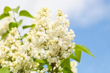 Mavi gökyüzüne karşı açan beyaz leylak dalları.