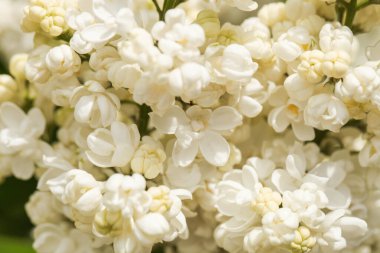 Beyaz leylak çiçekleri kapanıyor. Arkaplan.