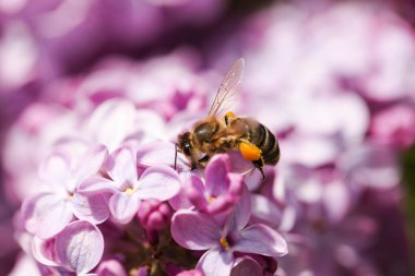 Arı, leylak çiçeklerinden polen topluyor..