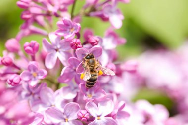 Arı, leylak çiçeklerinden polen topluyor..