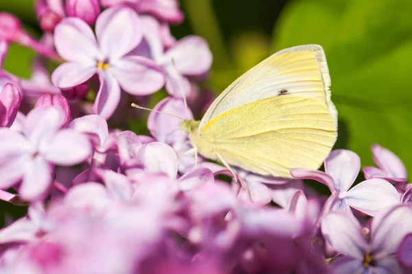 Mariposa Col Primer Plano Flor Lila —  Fotos de Stock