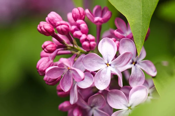 Les Fleurs Lilas Rapprochent Contexte — Photo