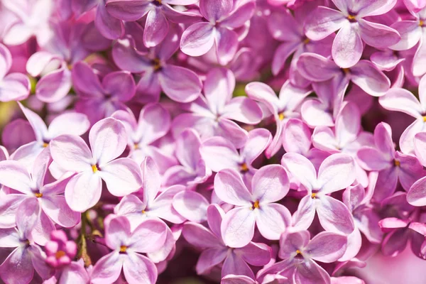 Les Fleurs Lilas Rapprochent Contexte — Photo