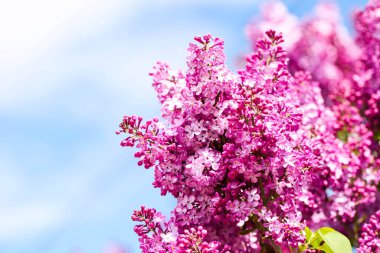 Mavi gökyüzünde açan leylak dalları.