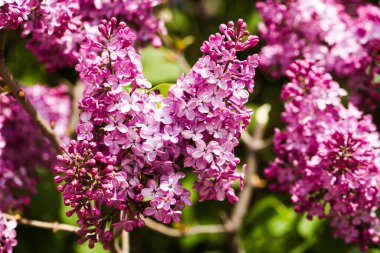 Yaprakların arka planında çiçek açan leylak çalısı, yakın plan.