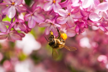 Arı, leylak çiçeklerinden polen topluyor..