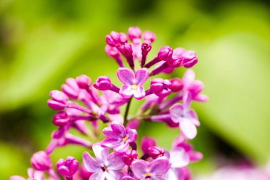 Yaprakların arka planında çiçek açan leylak çalısı, yakın plan.