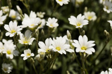 Cerastium tomentosum. Beyaz çiçeklerin arka planı.