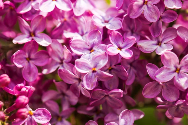 Les Fleurs Lilas Rapprochent Contexte — Photo