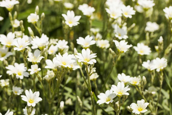 Cerastium Tomentosum Fond Fleurs Blanches — Photo