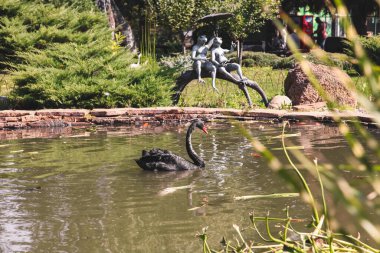 Hayvanat bahçesindeki gölde siyah kuğu. Doğa. 
