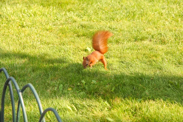 Esquilo Fofo Cabelos Vermelhos Corre Grama Verde Parque — Fotografia de Stock