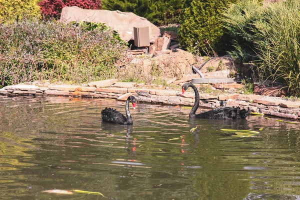 爱抚动物园湖边的黑天鹅 — 图库照片