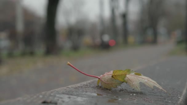 Pronóstico del tiempo, fenómenos naturales, anomalías, concepto de invierno - nevadas en día nublado. primera nieve cae sobre la hoja de arce amarillo acostado en el banco del parque de madera mojado y se derrite. Deshielo y aguanieve a principios del invierno. — Vídeos de Stock