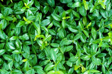 Catharanthus Roseus. Cape Periwinkle 'da. Bringht Eye, Hint Periwinkle. Yağmur Ormanı Bitkileri. Pinkle-pinkle Pembe Periwinkle, Vinca. Çiçeksiz parlak yeşil menekşe çiçekleri. Sebze arka planı