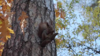 a small red-haired thin squirrel crawls on a tree sits on a bitch and eats a nut in a forest or park in autumn. Nature, animals, wildlife concept