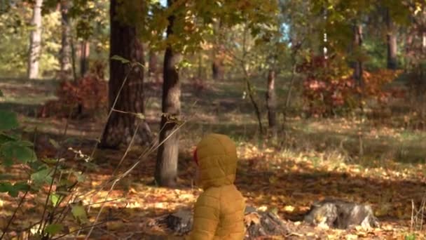Triste, lille hvite, søte gutt i 2-3 år som ser på kamera i Høstparken. Barn i gul jakke med hette som går gjennom falne blader i høstskogen i solfylt vær. Natur, barndomsbegrep – stockvideo