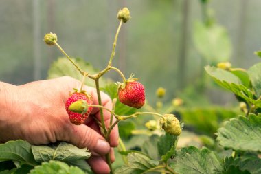 Yakın plan çiftçi eli, organik, olgun kırmızı çilek yetiştiriyor. Şapka toplamak için olgunluğu kontrol ediyor. Lezzetli meyve suyu sağlıklı böğürtlen çiftliği. Tarım fabrikası gıda işi