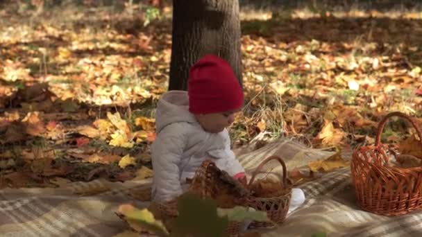 Autentisk liten søt, lystig, lubben baby jente 6-8 måneder i rød hatt sittende på rutete i falne gulløv i høstparken eller skogen. Barn til høsten. Natur, årstid, Barndomskonsept – stockvideo