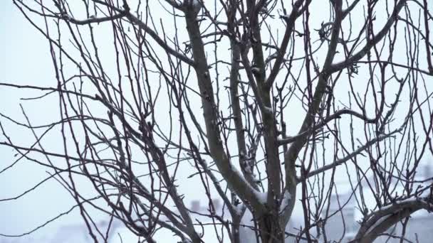 Snö faller på lövlösa trädgrenar i slow motion. vinter jul säsong bakgrund — Stockvideo