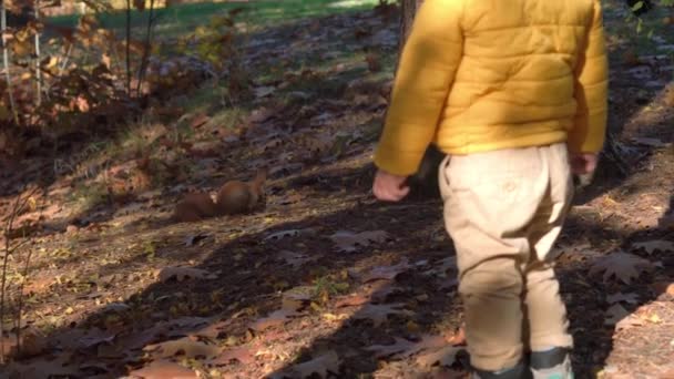 Pequeño bebé lindo 2-3 años alimentando a la ardilla lanzando nueces en el parque de otoño. Niño en chaqueta amarilla con capucha caminando a través de hojas caídas en bosque otoñal en clima soleado. Naturaleza, concepto infantil — Vídeos de Stock