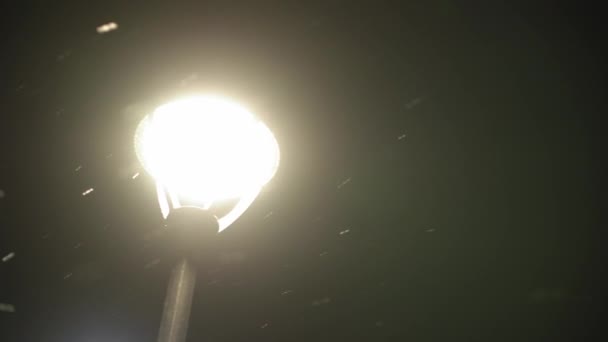 Úžasný sníh v noci městský park na jasném světle lucerna pozadí rané zimní pan shot. městská krajina večer. Meteorologie, Počasí, Přírodní fenomény, Veselé Vánoce a šťastný nový rok koncepce — Stock video