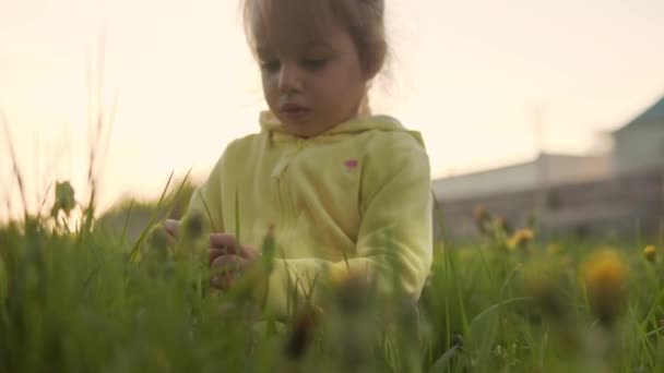 Αυθεντικό χαριτωμένο μικρό κοριτσάκι προσχολικής ηλικίας σε κίτρινο γκρι συλλέγουν λουλούδια πικραλίδα στο πάρκο στο γρασίδι στο ηλιοβασίλεμα της άνοιξης. παιδί στη φύση κατά την ανατολή του ήλιου. Παιδική ηλικία, πατρότητα, οικογένεια, τρόπος ζωής — Αρχείο Βίντεο