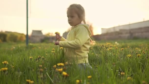 Autêntico bonito pequena menina pré-escolar em cinza amarelo coletar flores de dente de leão no parque na grama ao pôr do sol da primavera. criança na natureza durante o nascer do sol. Infância, paternidade, família, conceito de estilo de vida — Vídeo de Stock
