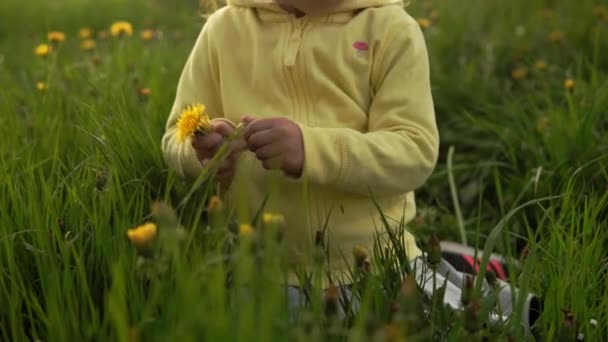 Autêntico bonito pequena menina pré-escolar em cinza amarelo coletar flores de dente de leão no parque na grama ao pôr do sol da primavera. criança na natureza durante o nascer do sol. Infância, paternidade, família, conceito de estilo de vida — Vídeo de Stock