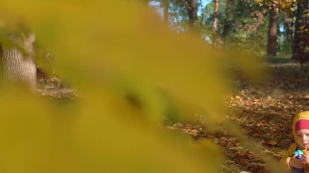 Auténticos pequeños y lindos hermanos preescolares caucásicos niños, niñas y niños comiendo a cuadros en hojas caídas de color amarillento en el parque de otoño o el bosque. El chico ha pasado tiempo en otoño. Naturaleza, Estación, Concepto de la infancia — Vídeo de stock