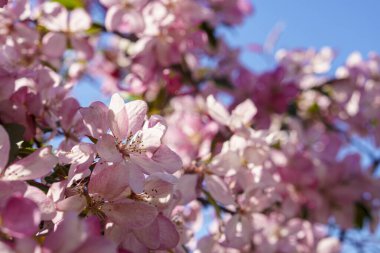 Gün batımı fotokopi uzayındaki ağaçta çiçek açan pembe elma buketinin yumuşak odaklı görüntüsü. Parlak güneş ışığıyla yeşil yaz otlağı. Güneşli Bahar Arkaplanı. Doğa, ekoloji, tarım, vahşi yaşam konsepti
