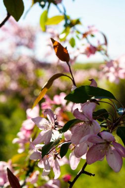 Gün batımı fotokopi uzayındaki ağaçta çiçek açan pembe elma buketinin yumuşak odaklı görüntüsü. Parlak güneş ışığıyla yeşil yaz otlağı. Güneşli Bahar Arkaplanı. Doğa, ekoloji, tarım, vahşi yaşam konsepti