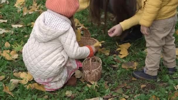 Copilăria, familia, maternitatea, conceptul de toamnă - copii mici de 2-4 ani băiat și fată cu mama drăguță tânără colectează frunze de arțar galbene căzute din iarbă verde în coș de răchită în parc în vreme tulbure — Videoclip de stoc