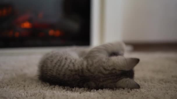 Ребенок играет с котом. могила на ковре рядом с горящим камином дома. полосатый котенок играть с клубком ниток. Китти, беги и смотри в камеру. счастливые обожаемые питы, детство, дикая природа — стоковое видео