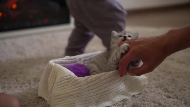 Ανθρώπινο χέρι παίζει με τη γάτα. γάτος στο χαλί κοντά στο τζάκι που καίγεται στο σπίτι. Ριγέ γατάκι παιχνίδι με μπάλα από νήμα. Η Κίτι τρέχει κοιτάζοντας την κάμερα. χαρούμενα αξιολάτρευτα κατοικίδια, παιδική ηλικία, άγρια φύση έννοια — Αρχείο Βίντεο