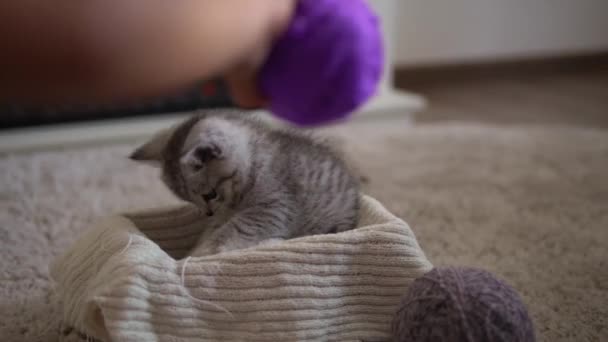 Bébé jouant avec chat. tomcat sur tapis près de cheminée en feu au confort de la maison. chaton rayé jouer avec une boule de fil. Kitty run regardant la caméra. heureux adorable animal de compagnie, enfance, concept de nature sauvage — Video