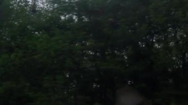 Hız treninin penceresinden manzara, güzel çayır manzarası ve yaz arka planında çiçek açan orman bulutlu gökyüzü. Ulaşım, seyahat, yol, demiryolu, zina kavramı