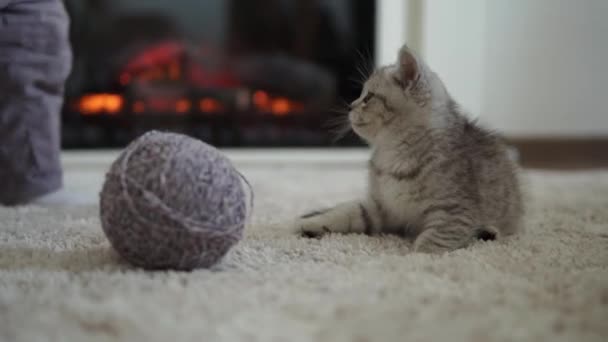 Το μωρό παίζει με τη γάτα. γάτος στο χαλί κοντά καύση τζάκι στο σπίτι άνεση. Ριγέ γατάκι παιχνίδι με μπάλα από νήμα. Η Κίτι τρέχει κοιτάζοντας την κάμερα. χαρούμενο αξιολάτρευτο κατοικίδιο, παιδική ηλικία, άγρια φύση έννοια — Αρχείο Βίντεο
