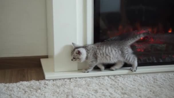 Bebê brincando com gato. tomcat no tapete perto de lareira em chamas em casa conforto. gatinho listrado jogar com bola de fio. kitty run olhando para a câmera. animal de estimação adorável feliz, infância, conceito de natureza selvagem — Vídeo de Stock