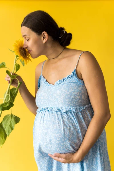 Retrato vertical mulher grávida irreconhecível em vestido azul floral segurar e cheira grande fresco flor de girassol vivo esfrega barriga no fundo amarelo. Maternidade, feminilidade, verão quente, conceito de natureza — Fotografia de Stock