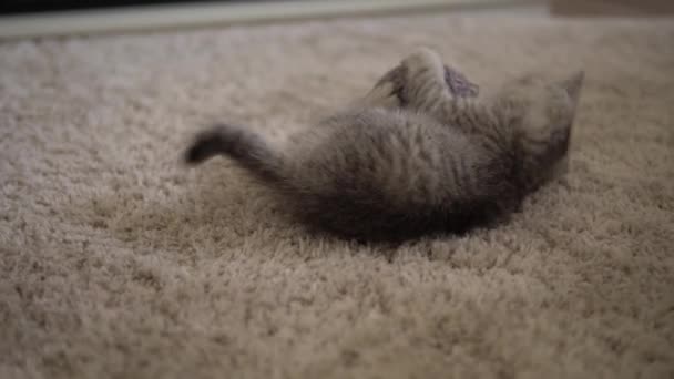 Baby playing with cat. tomcat on carpet near burning fireplace at home. striped kitten play with ball of thread. kitty run and looking at camera. happy adorable pets, childhood, wild nature concept — Stock Video