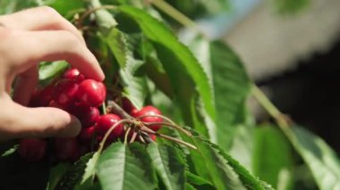 Erkek ellerinin yakın çekimi ağaç dalından kiraz meyvesi topluyor. Güneşli sıcak yaz gününde, bahçedeki yeşil yapraklarda yoğun kiraz demetleri. Hasat, tarım, doğa, sağlıklı gıda kavramı.